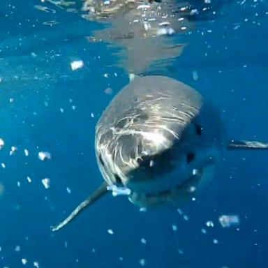 Expedition Save the Med is a trip that hopes to shed light on the little known, but critically endangered white shark population in Spain, France and potentially Ireland.