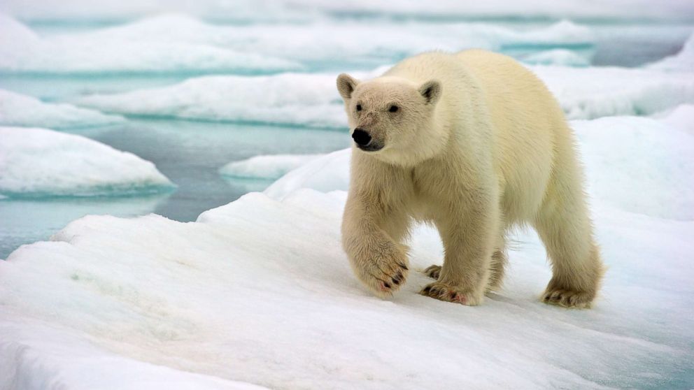 Polar Bears Death Raises Questions About Sustainable Tourism In The Arctic Abc News 7584