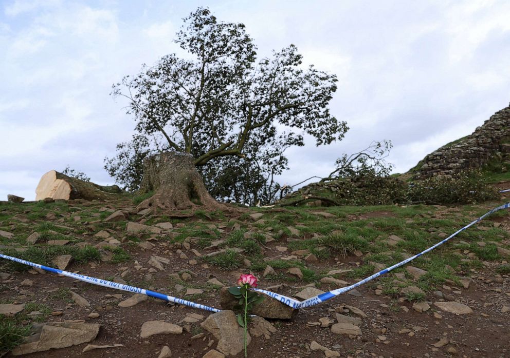 Famous Sycamore Gap Tree In Northern England Found Cut Down Overnight 