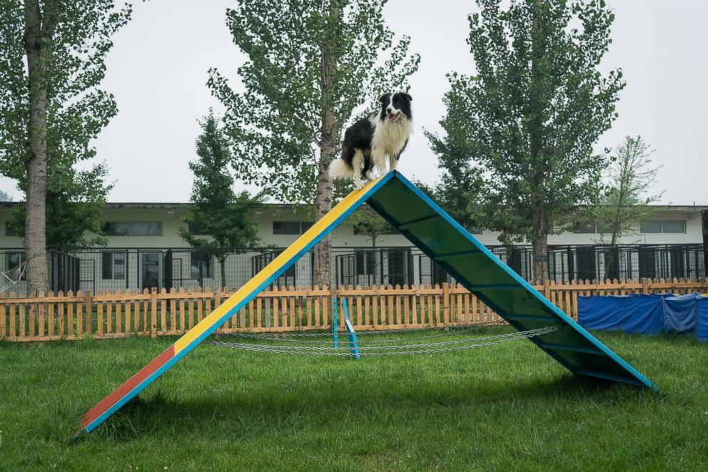 PHOTO: Sylar stands on top of an A-frame in the training field in Beijing, China on July 18, 2018.