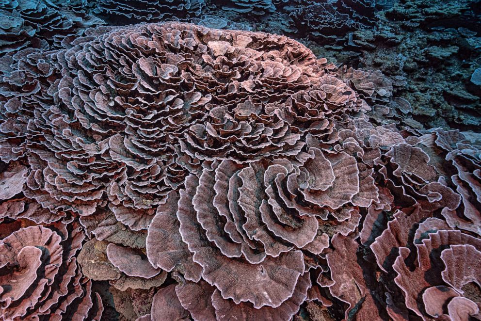 PHOTO: Corals shaped like roses in the waters off the coast of Tahiti of the French Polynesia in December 2021.