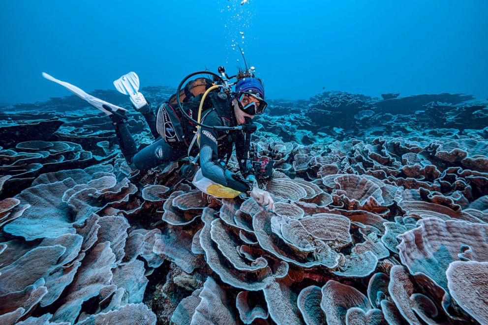 PHOTO: A researcher for the French National Centre for Scientific Research studies corals in the waters off the coast of Tahiti of the French Polynesia in December 2021.