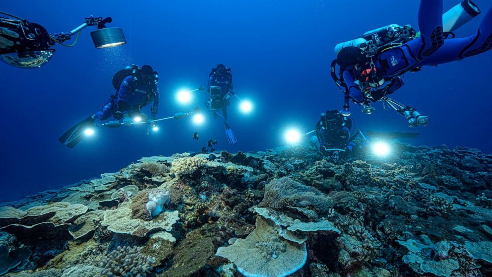 PHOTO: Researchers for the French National Centre for Scientific Research study corals in the waters off the coast of Tahiti of the French Polynesia in December 2021.