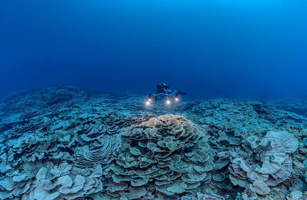 PHOTO: A researcher for the French National Centre for Scientific Research studies corals in the waters off the coast of Tahiti of the French Polynesia in December 2021.