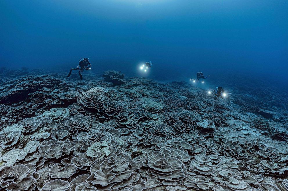 PHOTO: A newly-discovered reef of giant rose-shaped corals off Tahiti.