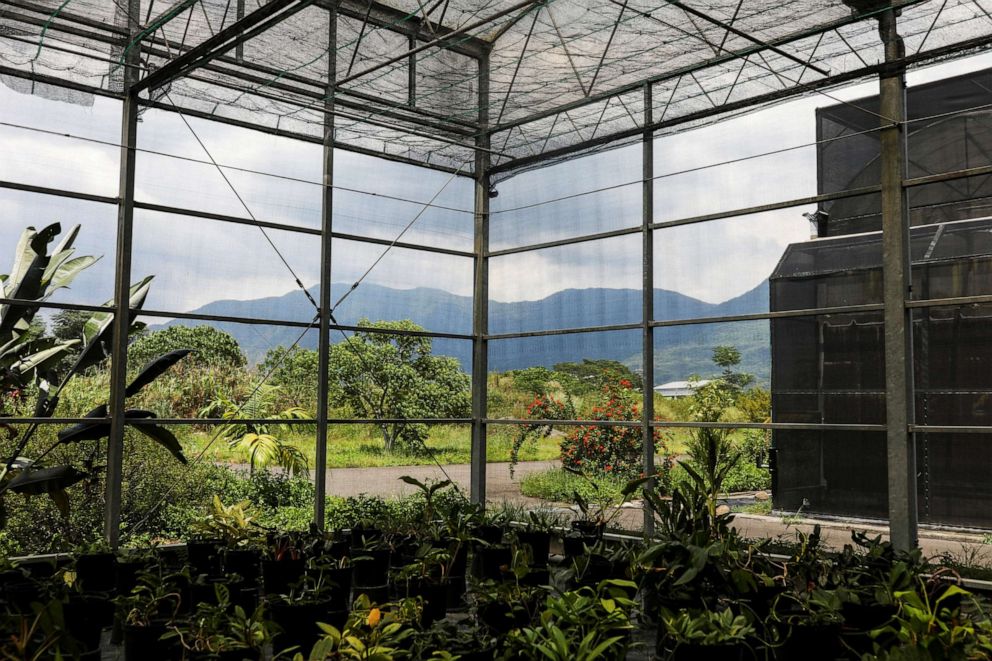 PHOTO: Plants sit inside a greenhouse at Dr. Cecilia Koo Botanic Conservation Center in Pingtung, Taiwan, July 23, 2020.