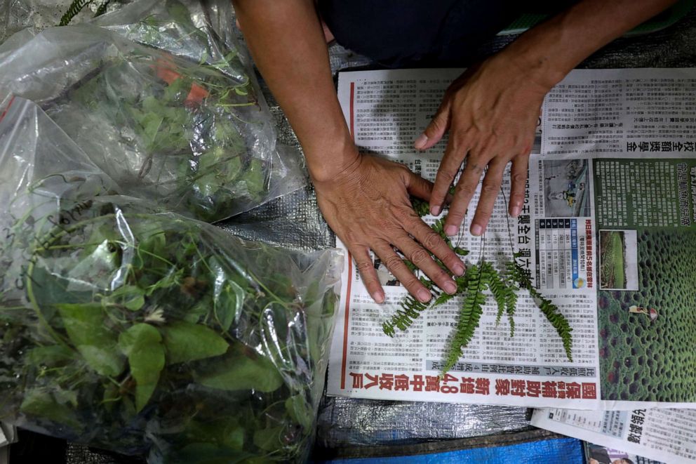 PHOTO: Hung Hsin-Chieh, a research assistant at Dr. Cecilia Koo Botanic Conservation Center, observes plants that he collected from Qi Lin forest, in his hotel room in Taitung, Taiwan, July 30, 2020.