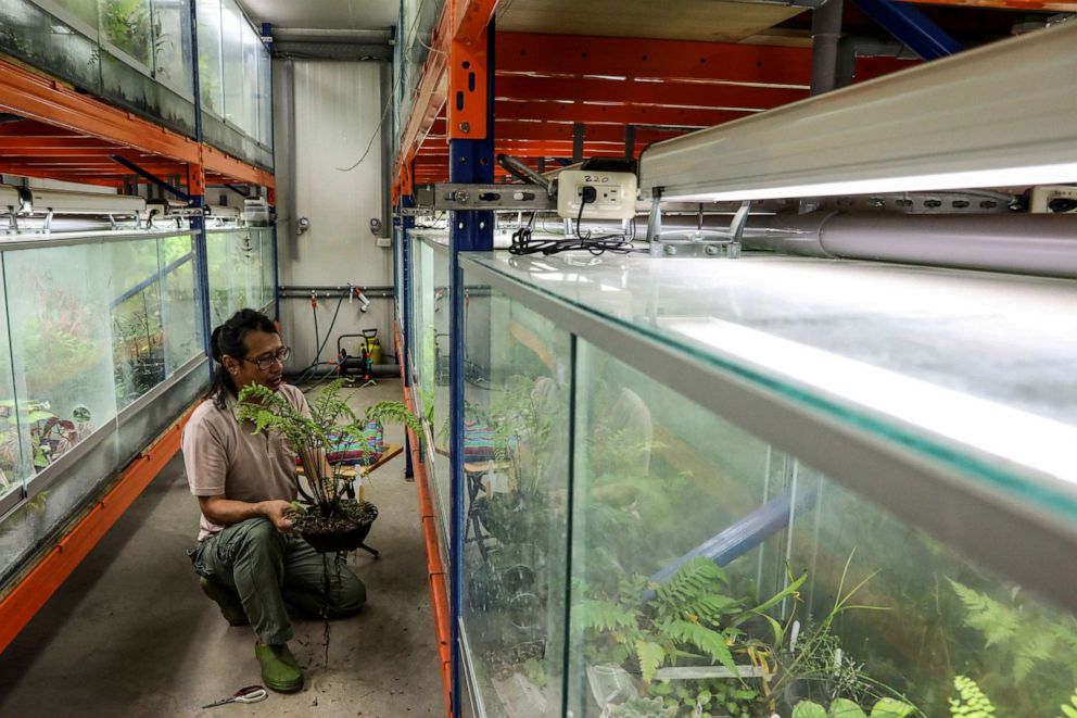 PHOTO: Hung Hsin-Chieh, a research assistant at Dr. Cecilia Koo Botanic Conservation Center, takes care of a fern that he collected from a forest, in a nursery at Dr. Cecilia Koo Botanic Conservation Center in Pingtung, Taiwan, July 24, 2020.