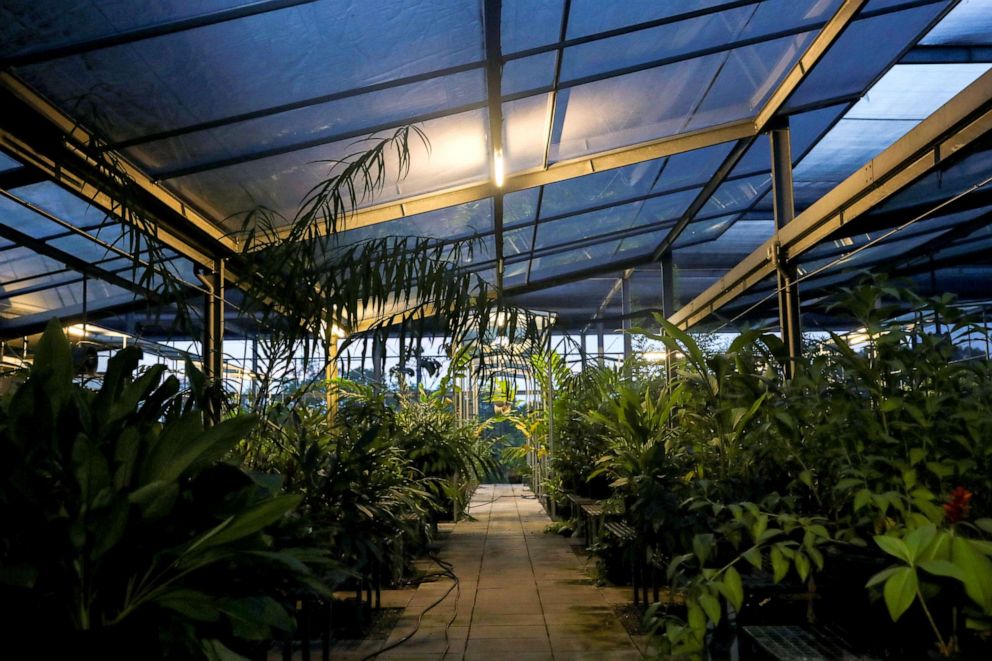 PHOTO: Plants stand inside a greenhouse at Dr. Cecilia Koo Botanic Conservation Center in Pingtung, Taiwan, July 23, 2020.