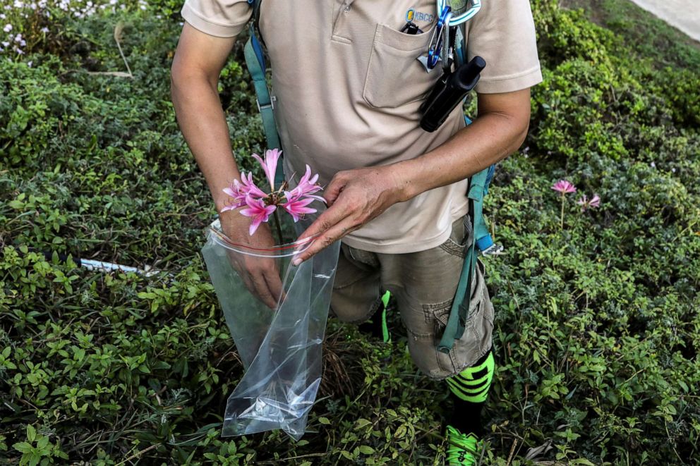 PHOTO: Hung Hsin-Chieh, a research assistant at Dr. Cecilia Koo Botanic Conservation Center, collects Lycoris sprengeri, a type of flower, in Dongyin, Matsu, Taiwan, Aug. 17, 2020.