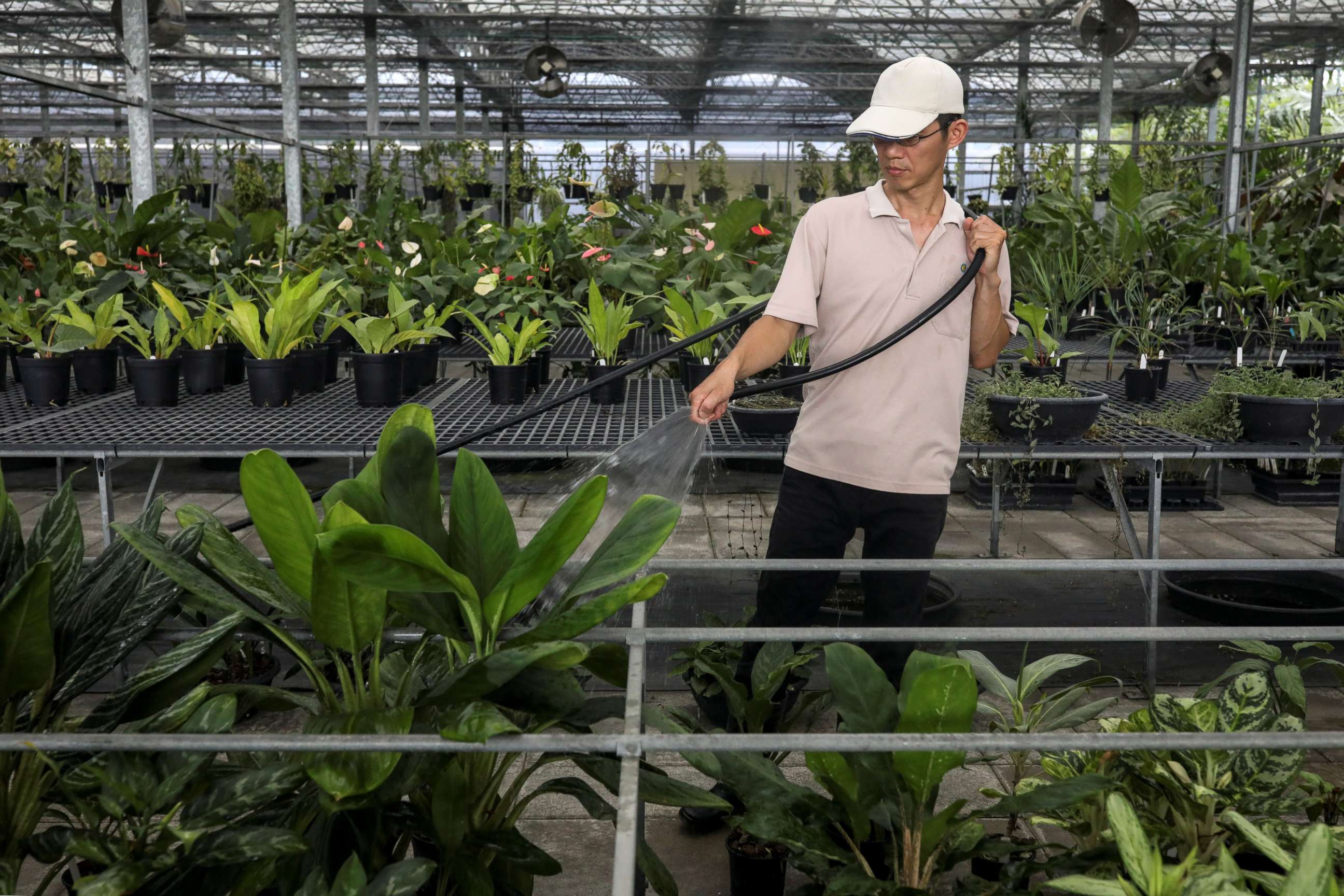 PHOTO: Sheng Sian Dai, a senior collection manager at Dr. Cecilia Koo Botanic Conservation Center, waters plants in a nursery where he works, in Pingtung, Taiwan, July 23, 2020.