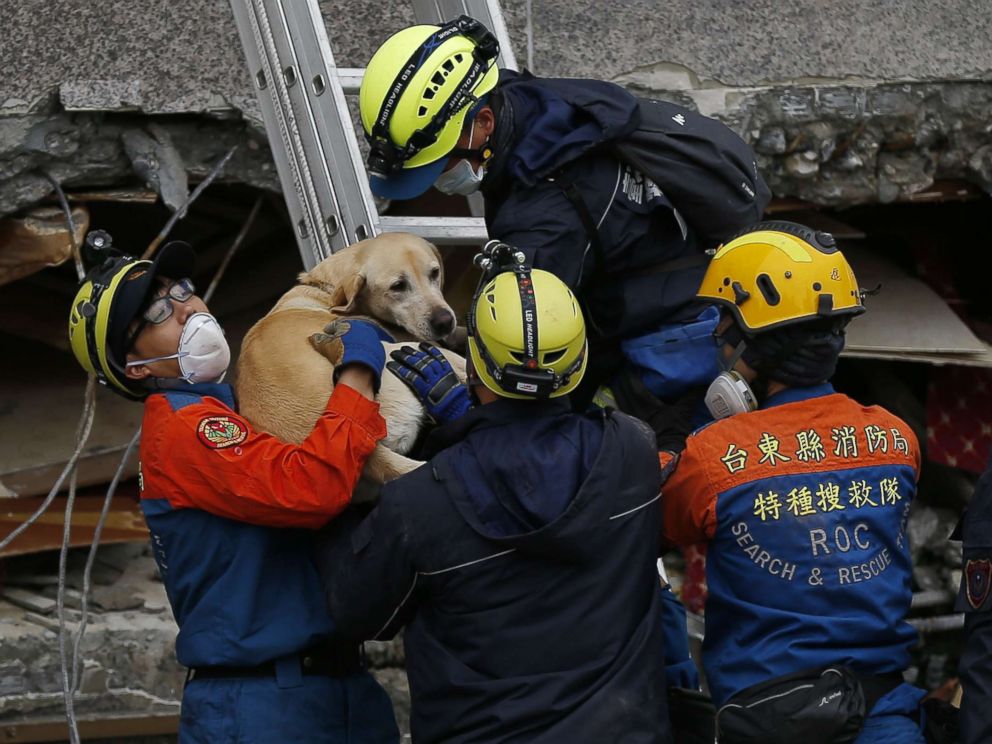 PHOTO: Rescue services rescue a pet dog from a damaged building in Hualien, eastern Taiwan, Feb. 7, 2018.