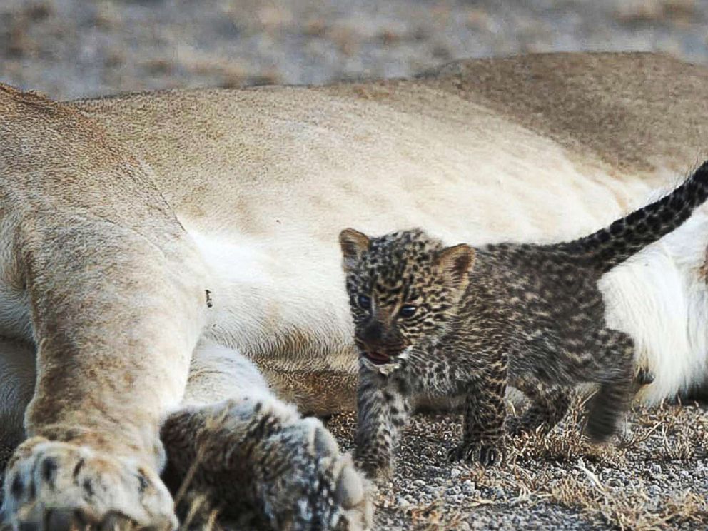 PHOTO: A leopard cub walks away after suckling on a 5-year-old lioness in the Ngorongoro Conservation Area in Tanzania, July 11, 2017. 