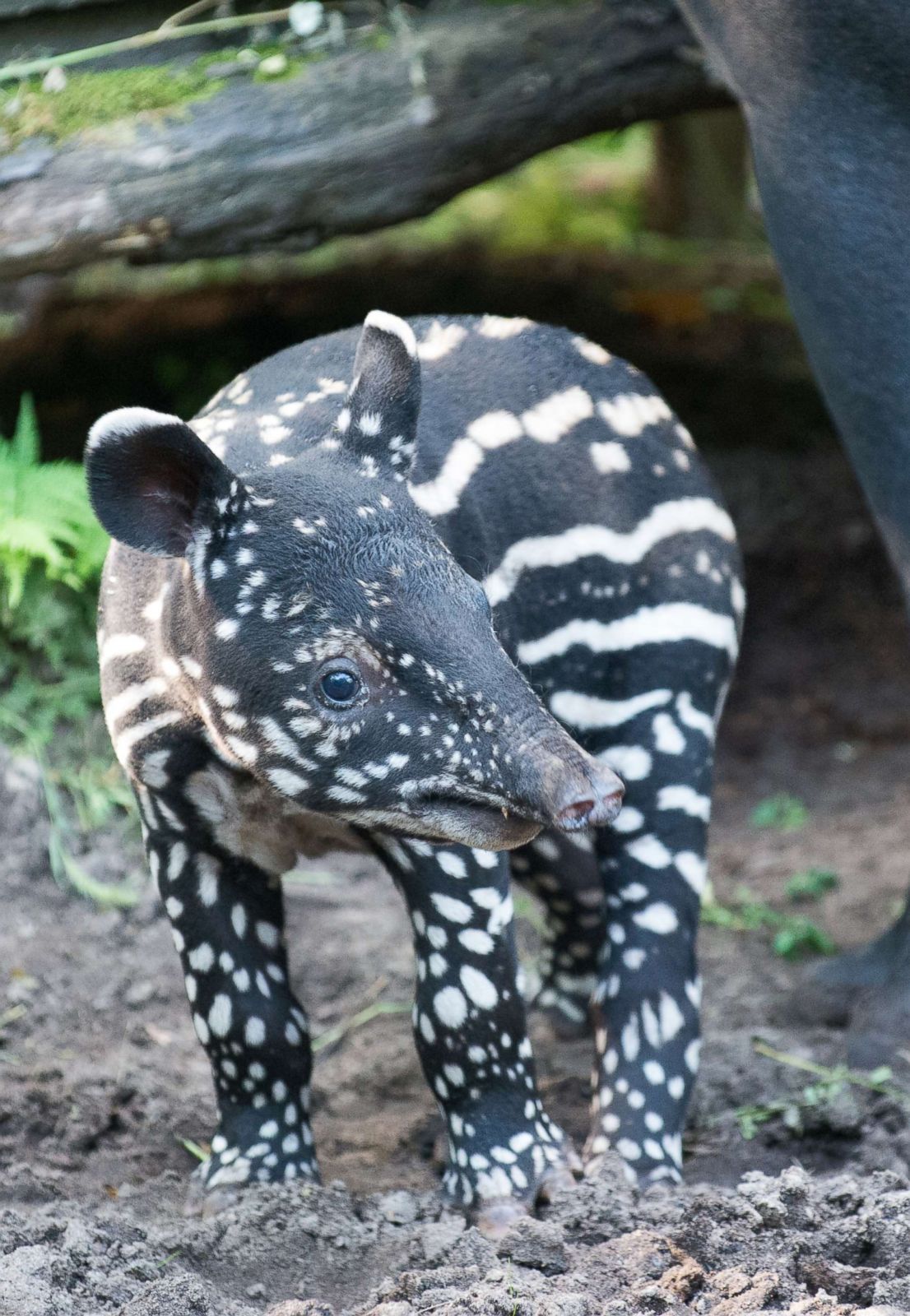 A male cub of a Malayan tapir plays in the zoo