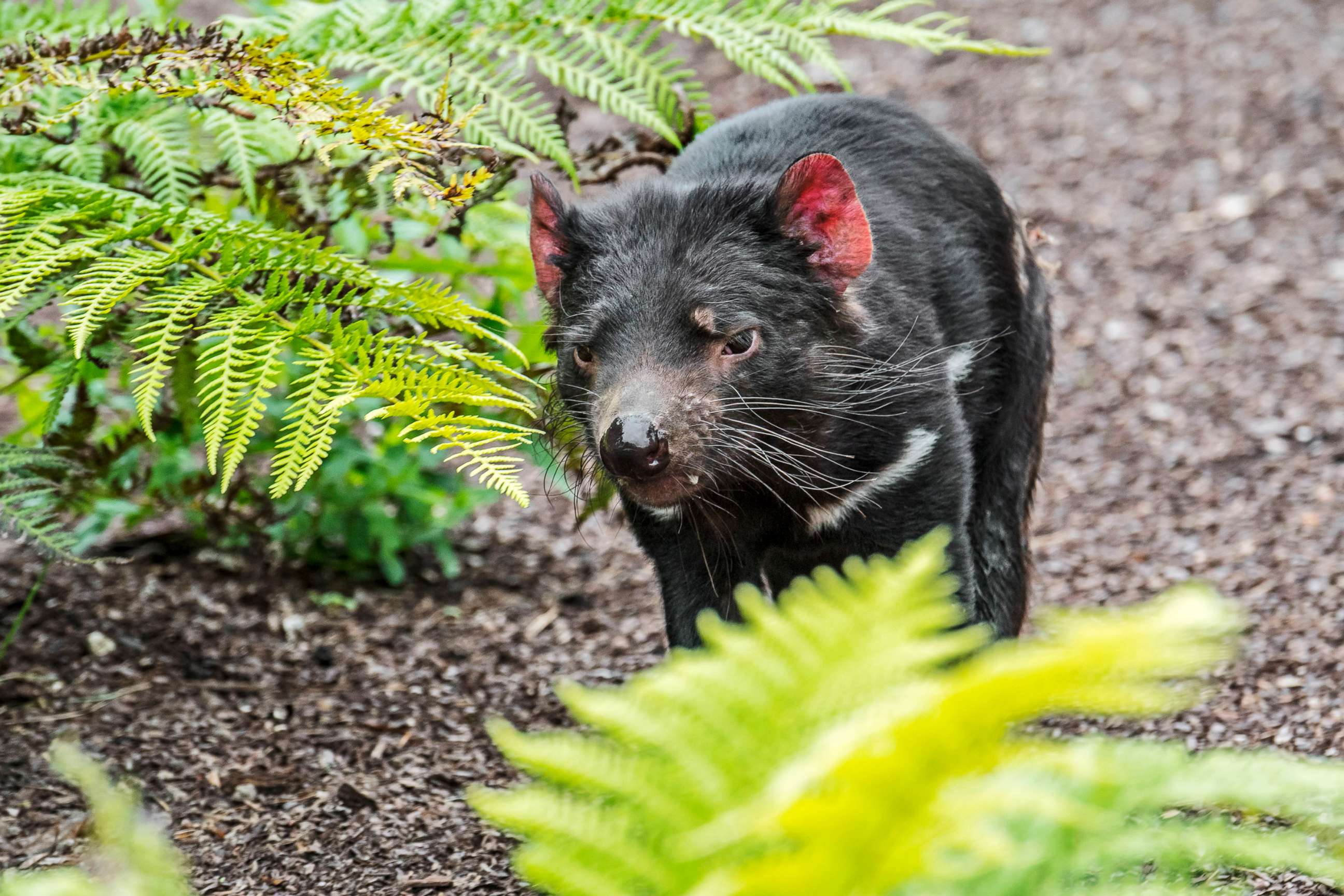 PHOTO: A Tasmanian devil stands in a wooded area in an undated photo.