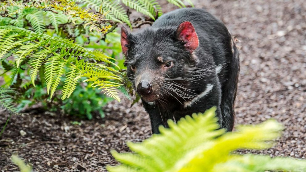 PHOTO: A Tasmanian devil stands in a wooded area in an undated photo.