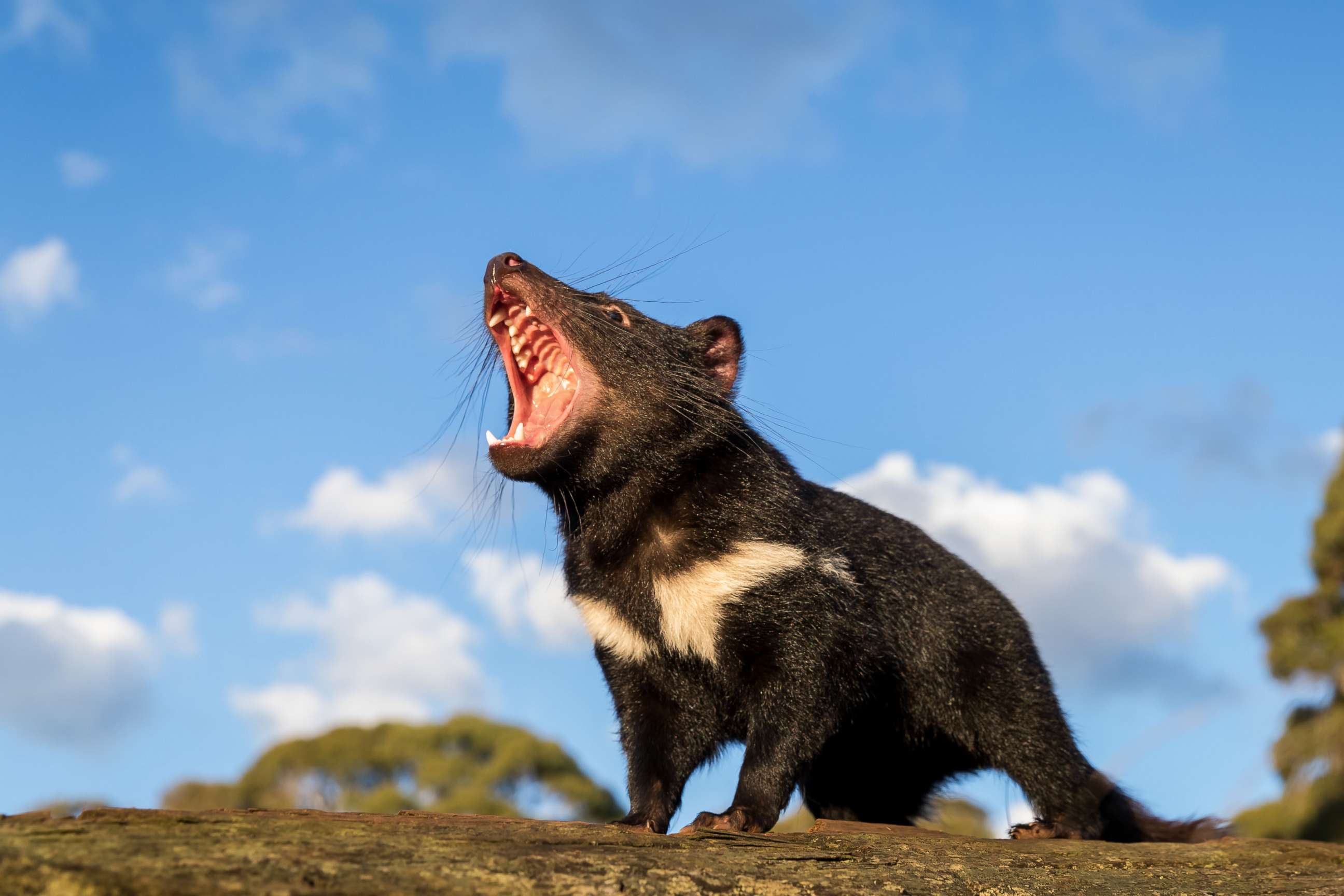 PHOTO: A Tasmanian devil stands in a wooded area in an undated handout photo.