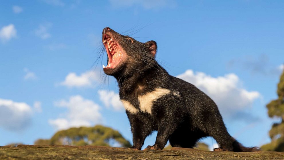 PHOTO: A Tasmanian devil stands in a wooded area in an undated handout photo.