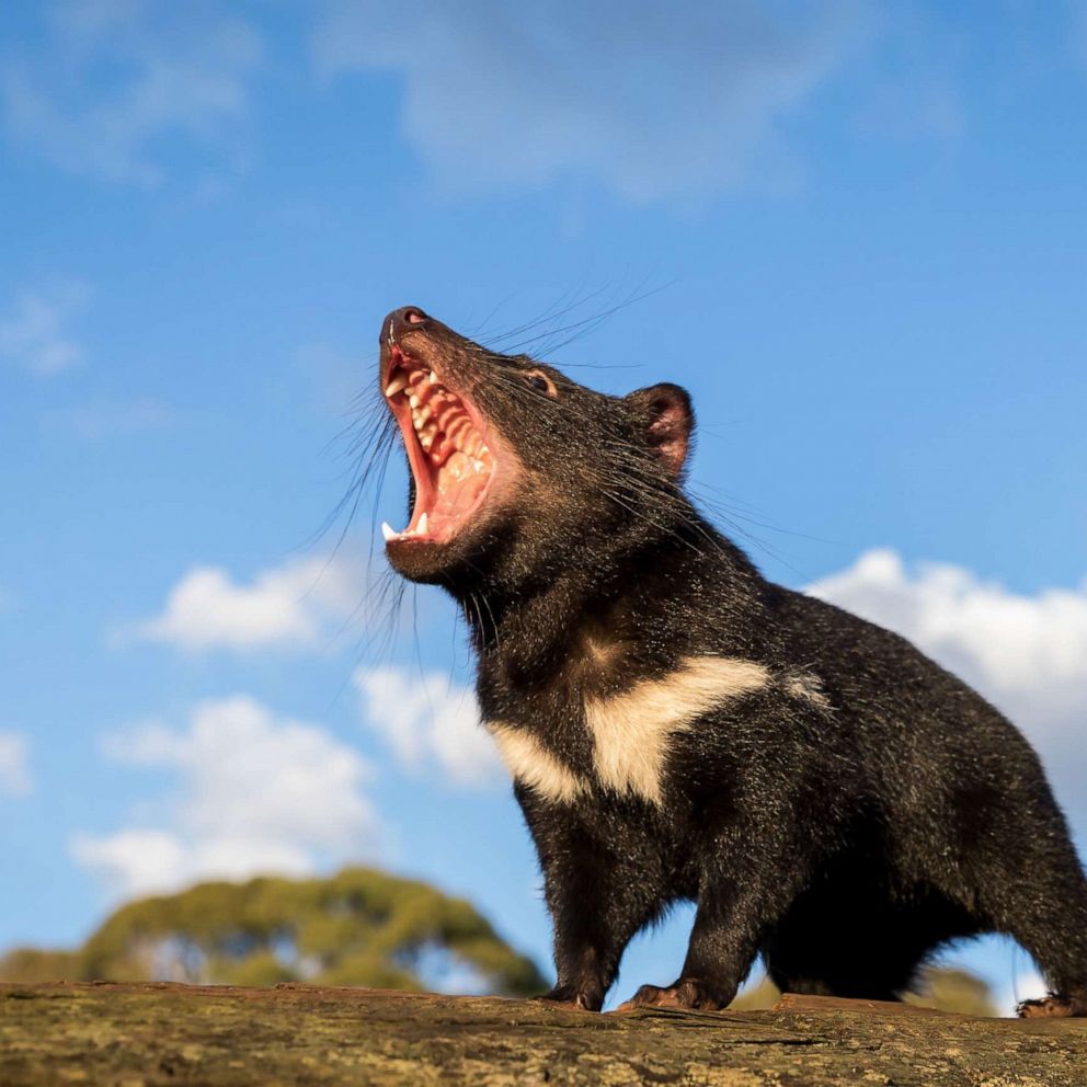 Tasmanian devils reintroduced into Australia's mainland for 1st time in  3,000 years - ABC News