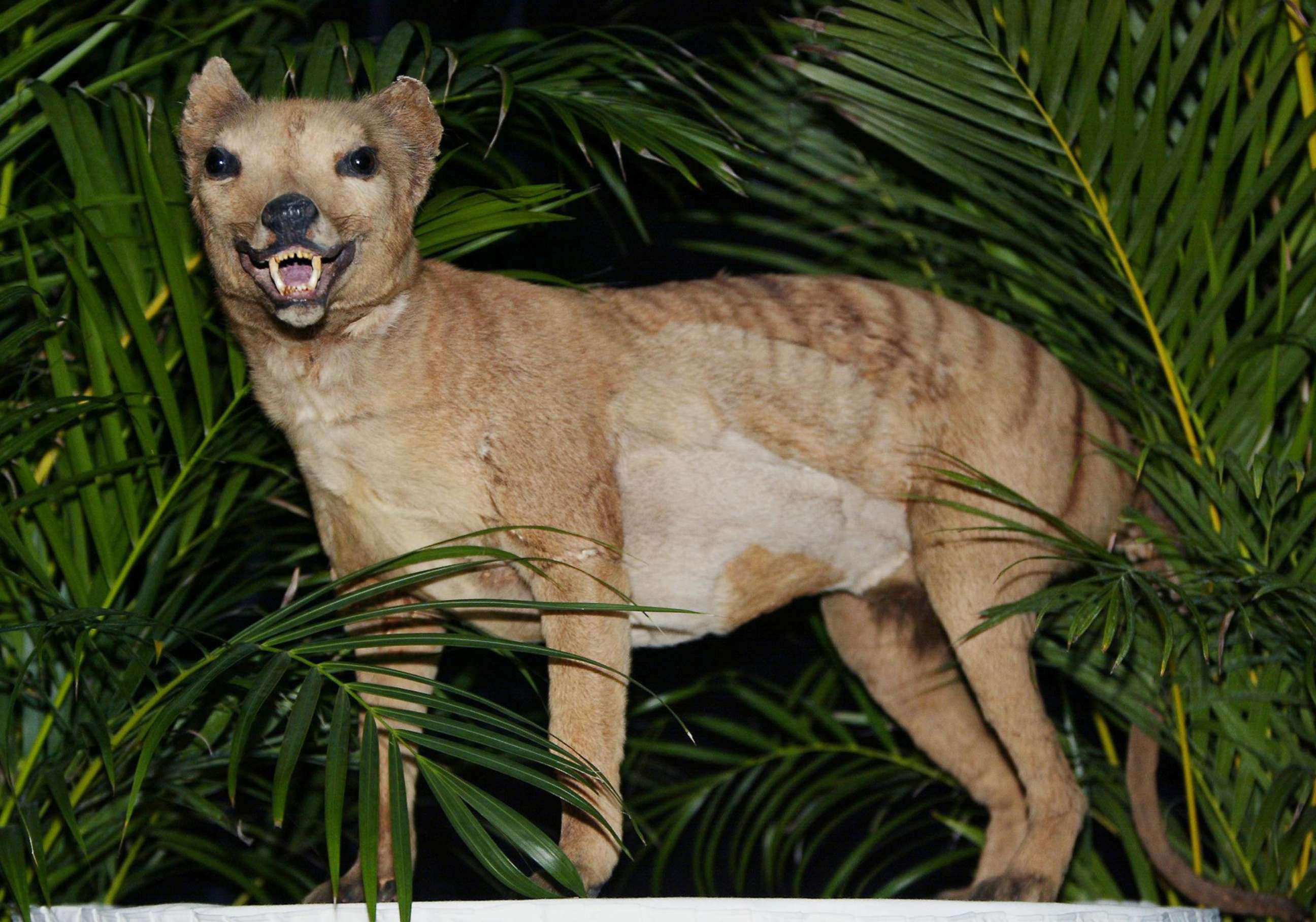 PHOTO: SYDNEY, AUSTRALIA: A Tasmanian tiger (Thylacine), which was declared extinct in 1936, is displayed at the Australian Museum in Sydney, Australia on May 25, 2002.