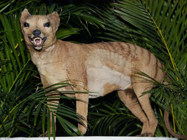 Remembering the Tasmanian Tiger, 80 Years After It Became Extinct