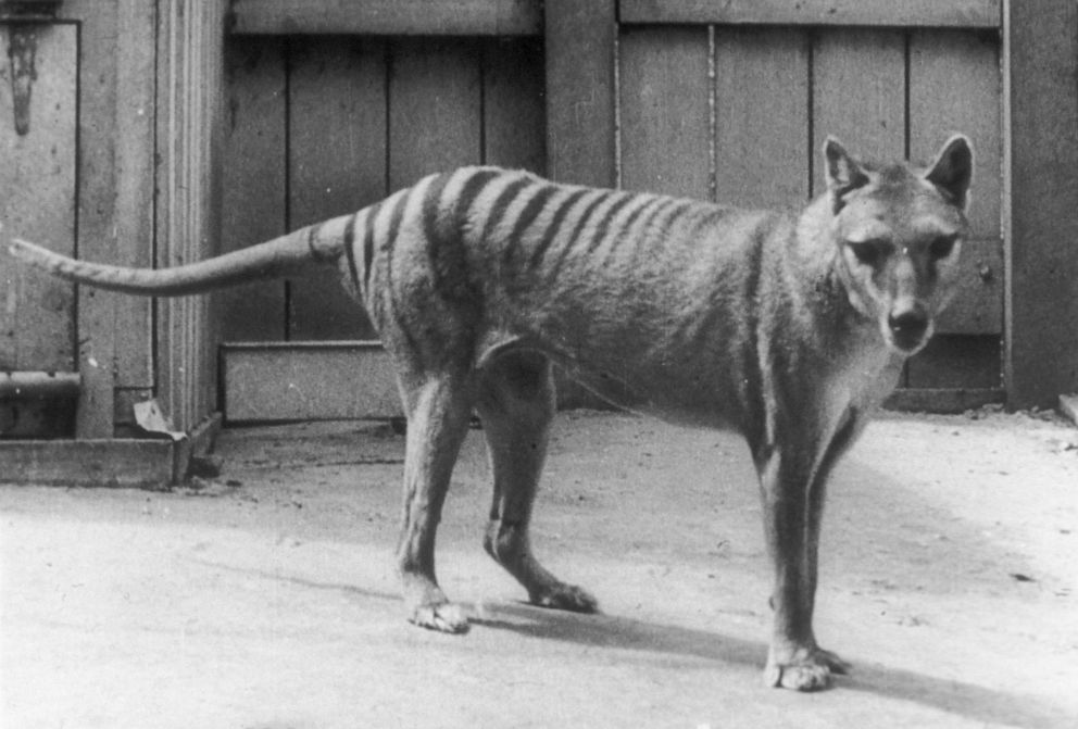 PHOTO: An archival photo of a Tasmanian tiger.