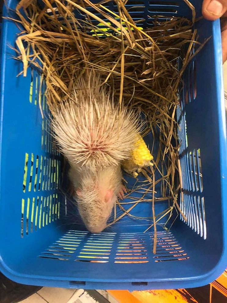 PHOTO: This handout photo taken on June 27, 2022, shows a white porcupine rescued after being found in a passenger's luggage at Suvarnabhumi International Airport in Bangkok, Thailand.