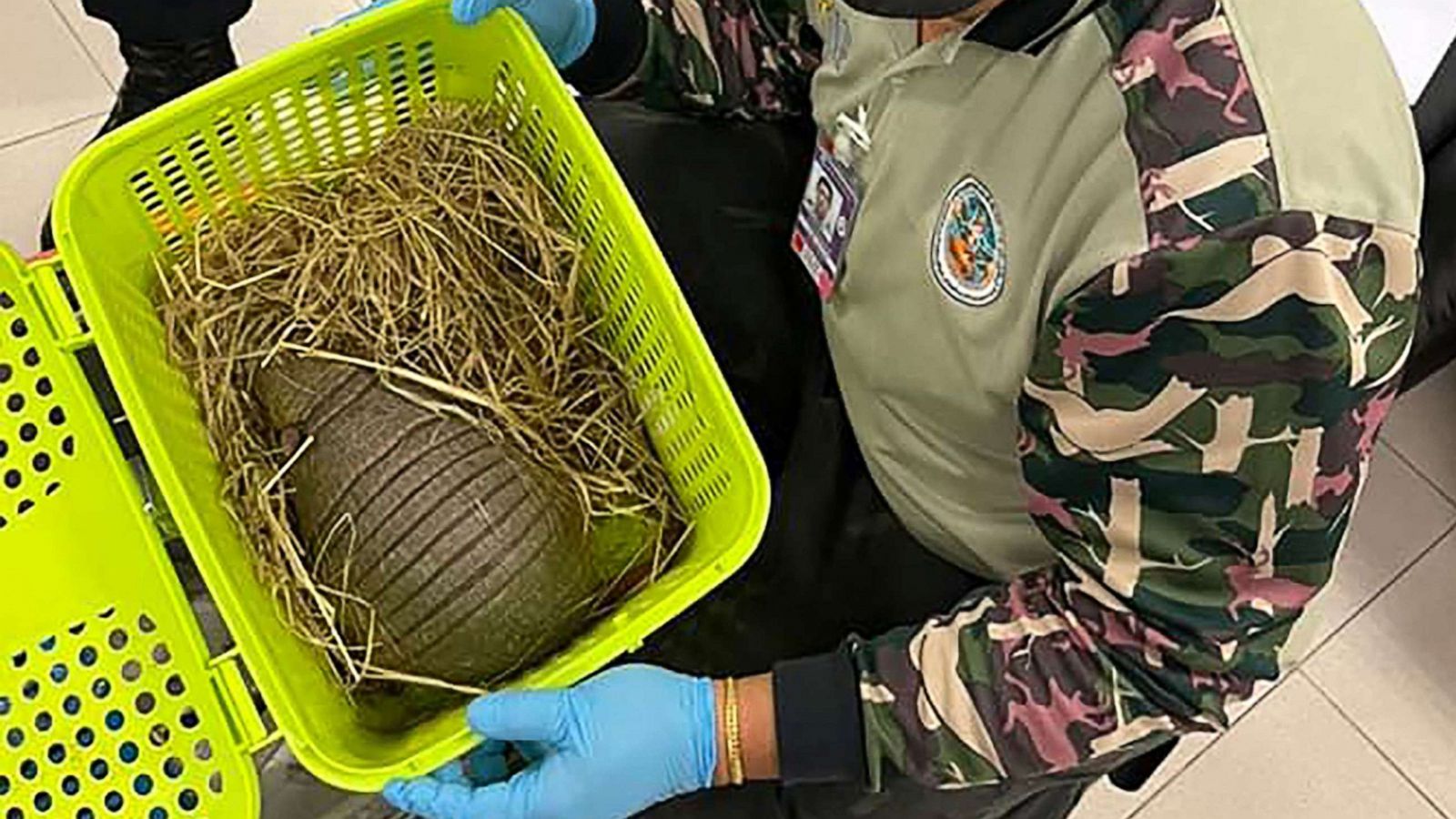 109 live animals found in women's luggage in massive airport wildlife  trafficking bust - ABC News