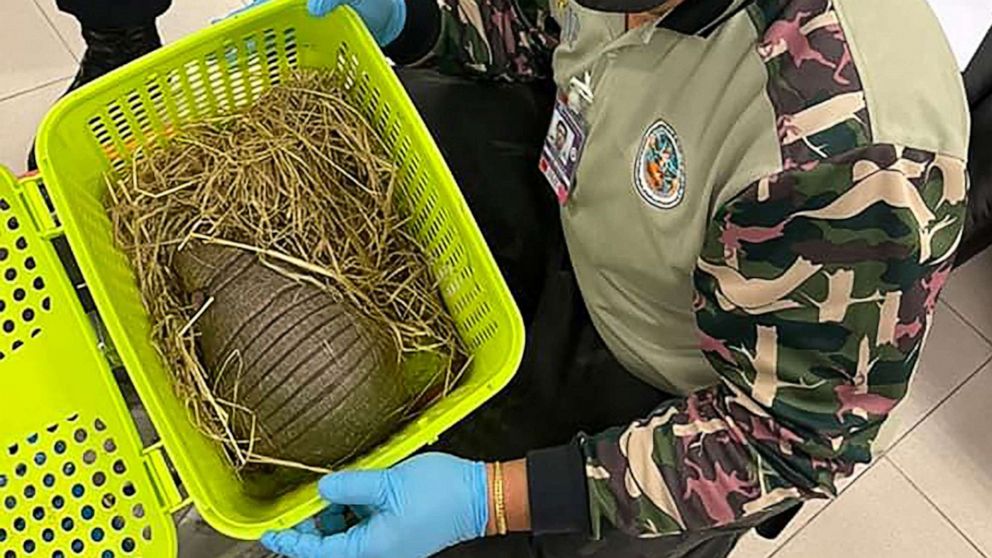 PHOTO: This handout photo, taken on June 27, 2022, shows an officer with an armadillo who was rescued after it was found in a passenger's luggage at Suvarnabhumi International Airport in Bangkok, Thailand. 