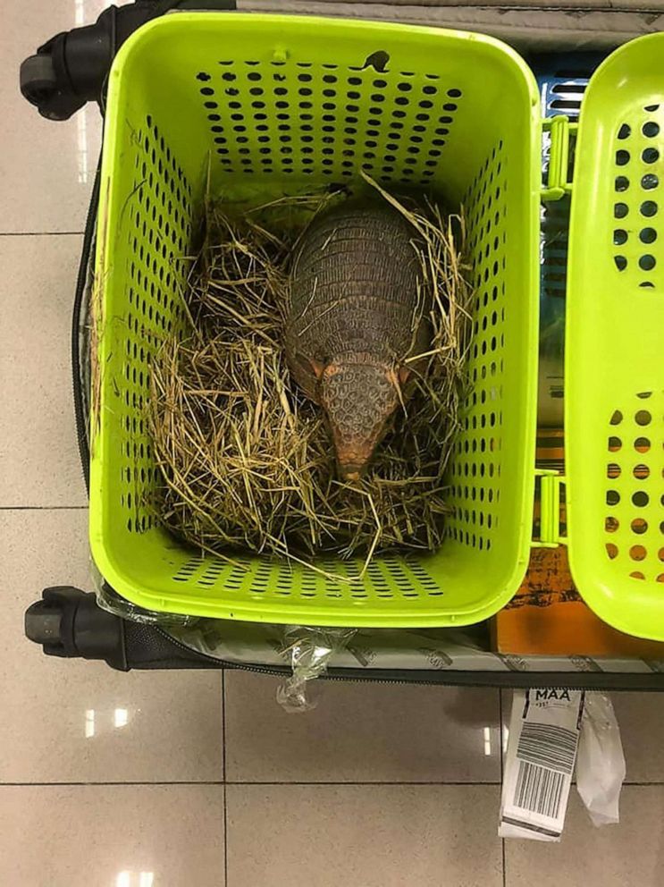 PHOTO: This handout photo taken on June 27, 2022, shows an armadillo rescued after being found in a passenger's luggage at Suvarnabhumi International Airport in Bangkok, Thailand.