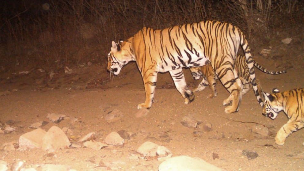 PHOTO: Authorities in Yavatmal, India, are searching for a 6-year-old female tiger, named "T1" and photographed by a camera trap, believed to be responsible for the deaths of 13 people.