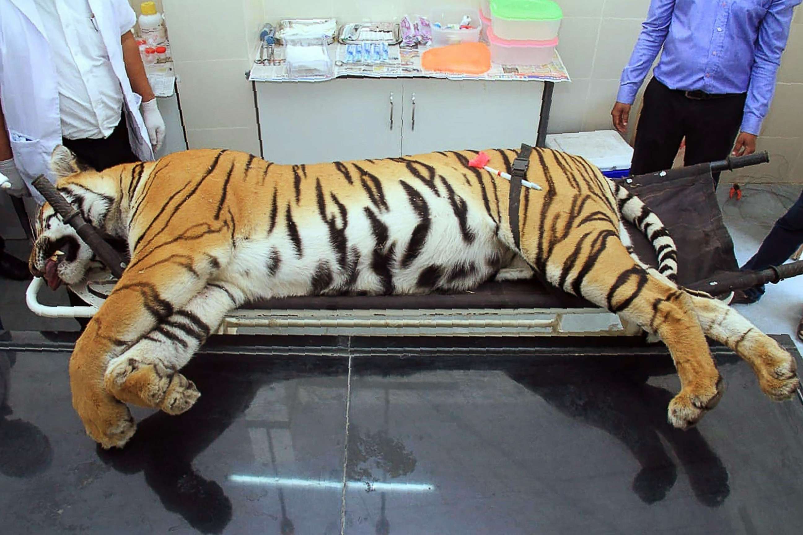 PHOTO: Gorewada Rescue Centre personnel stand near the body of the man-eating tigress T1, known as Avni to wildlife lovers, at a postmortem room in Nagpur, India, Nov. 3, 2018.