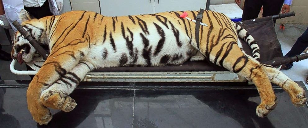Man-eating tiger's killing in India leads to criticism from activists,  politicians - ABC News
