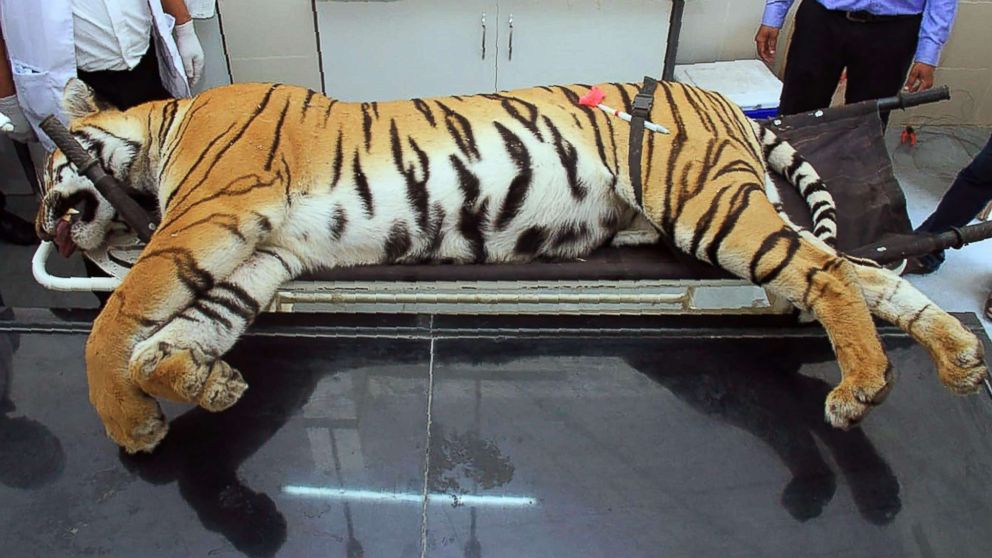 Officials have been looking for the tigress, who they think has killed 13 people.