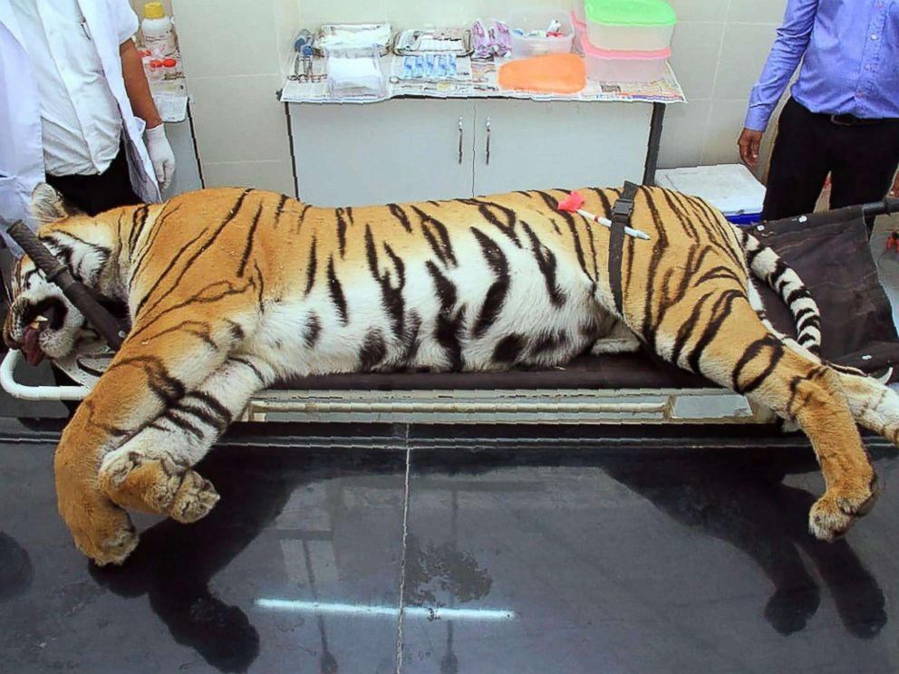 Man Eating Tigers Killing In India Leads To Criticism From Activists Politicians Abc News 