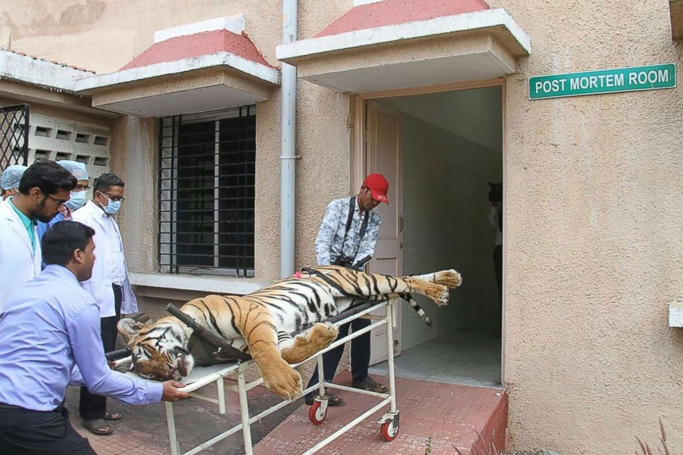 PHOTO: Gorewada Rescue Centre personnel bringing the body of the man-eating tigress T1  into a postmortem room at Gorewada Rescue Centre in Nagpur, India, Nov. 3, 2018.