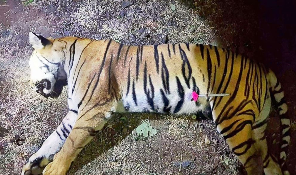 PHOTO: This handout photo released by the Maharashtra Forest Department on Nov. 3, 2018 shows the dead body of the tiger known to hunters as T1 after being shot in the forests of India's Maharashtra state near Yavatmal.