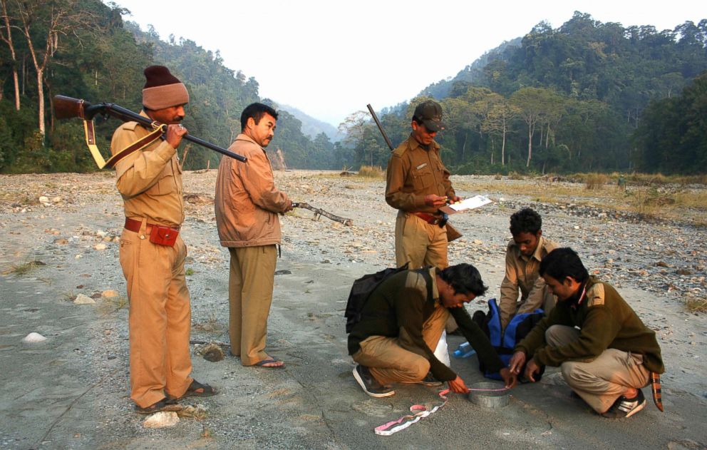 PHOTO: Indian forestry officials measure tiger paw prints during the first day of a five-day long tiger census at the Mahanada Wildlife Sanctuary, in the outskirts of Siliguri, Dec. 18, 2008. 