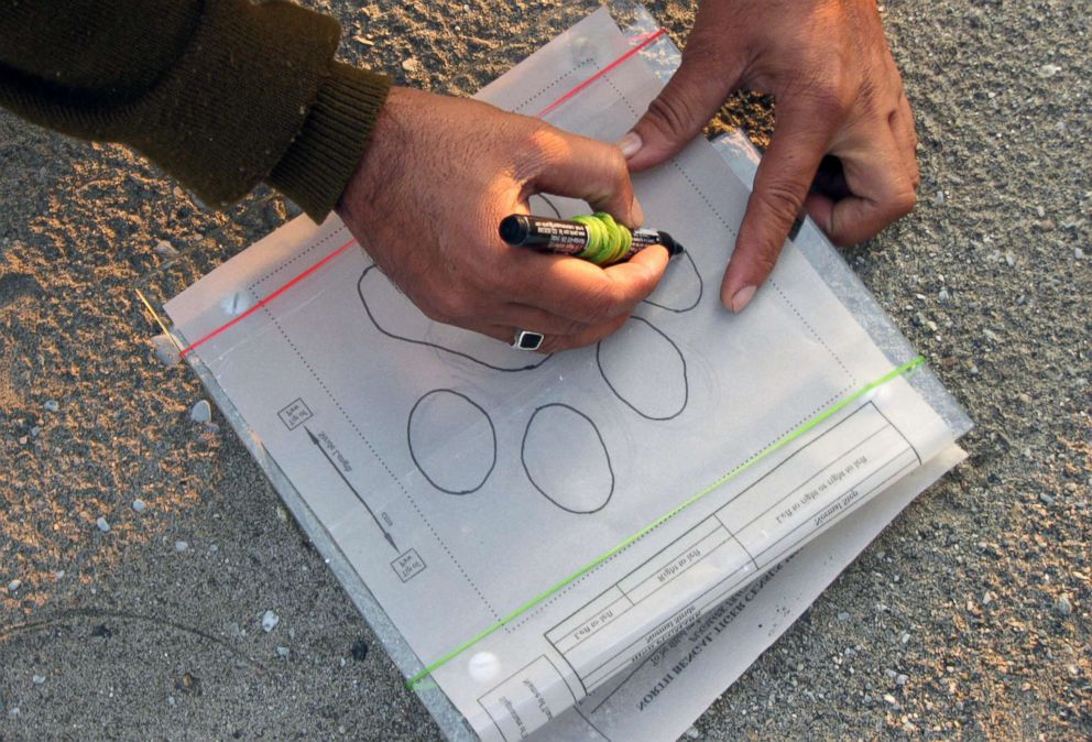 PHOTO: An Indian forestry official sketches a tiger paw print during the first day of a five-day long tiger census at the Mahanada Wildlife Sanctuary, in the outskirts of Siliguri, Dec. 18, 2008.