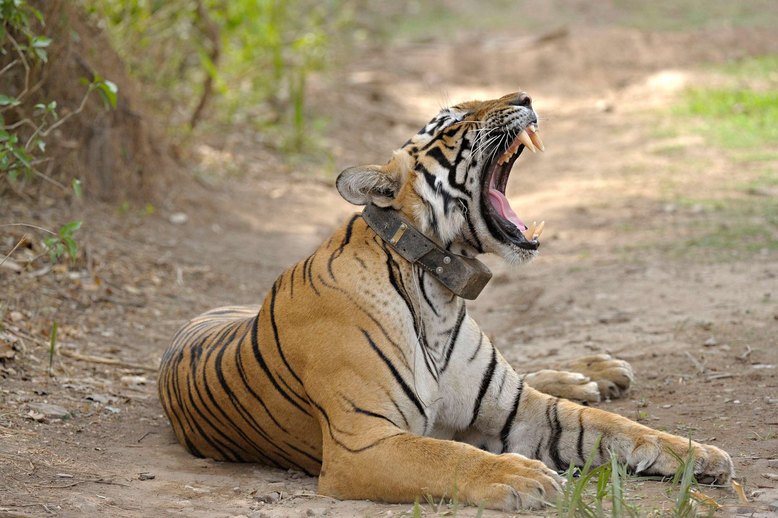 PHOTO: A radio collared Bengal tiger can be seen yawning at Ranthambhore national park, one of the largest and most famous national parks on April 16, 2010 in Rajasthan, India.