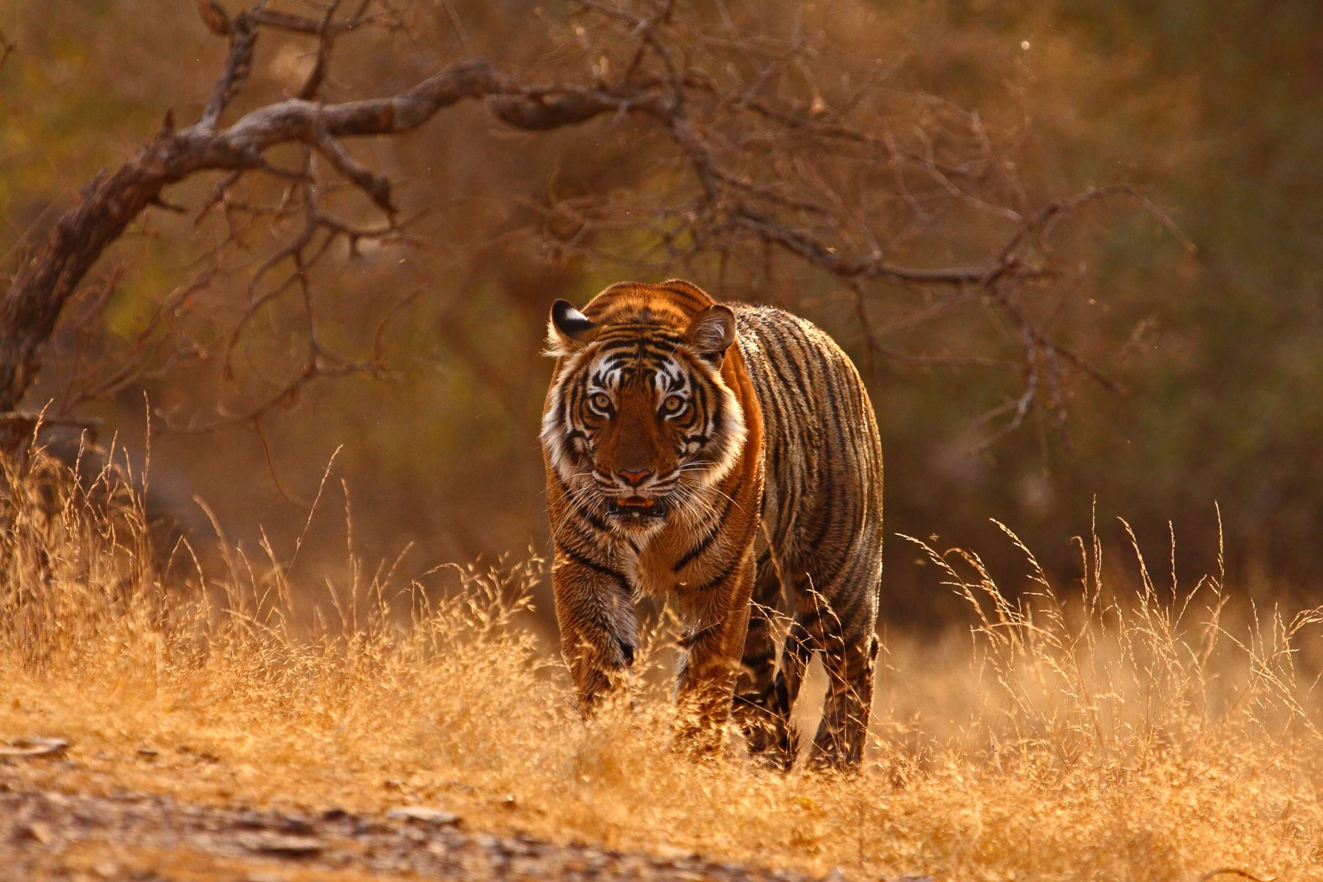 PHOTO: A tiger photographed in Ranthambore National Park in Rajashthan, India. Zoological Society of London is helping to save the big Indian cats whose numbers are dwindling drastically.