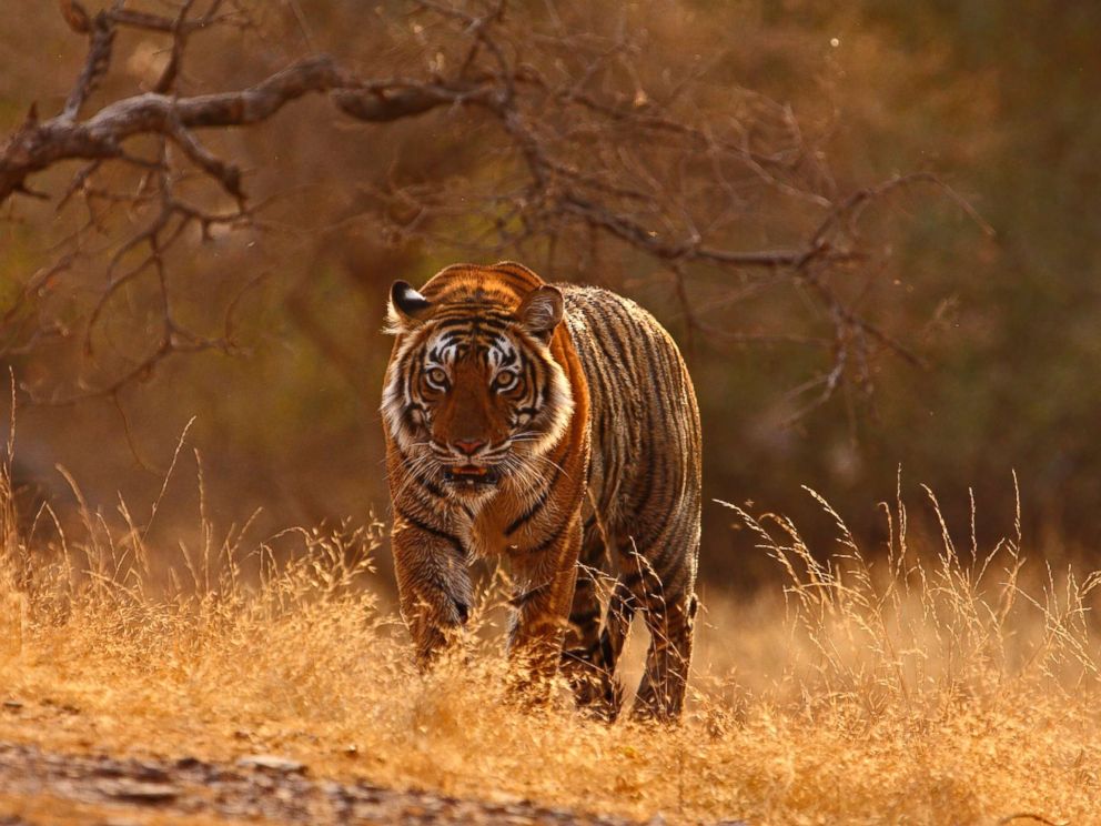 PHOTO: A tiger photographed in Ranthambore National Park in Rajashthan, India. Zoological Society of London is helping to save the big Indian cats whose numbers are dwindling drastically.