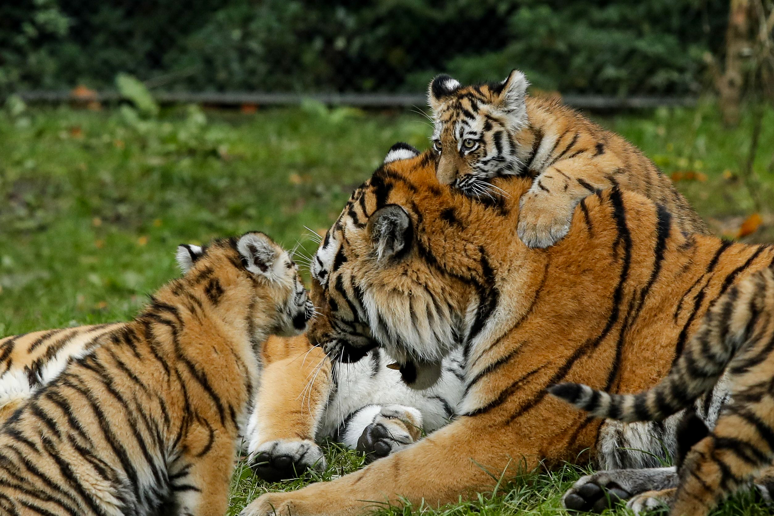PHOTO: Tiger cubs jump on their father at the Hagenbeck Zoo in Hamburg, Germany, Oct. 26, 2017.
