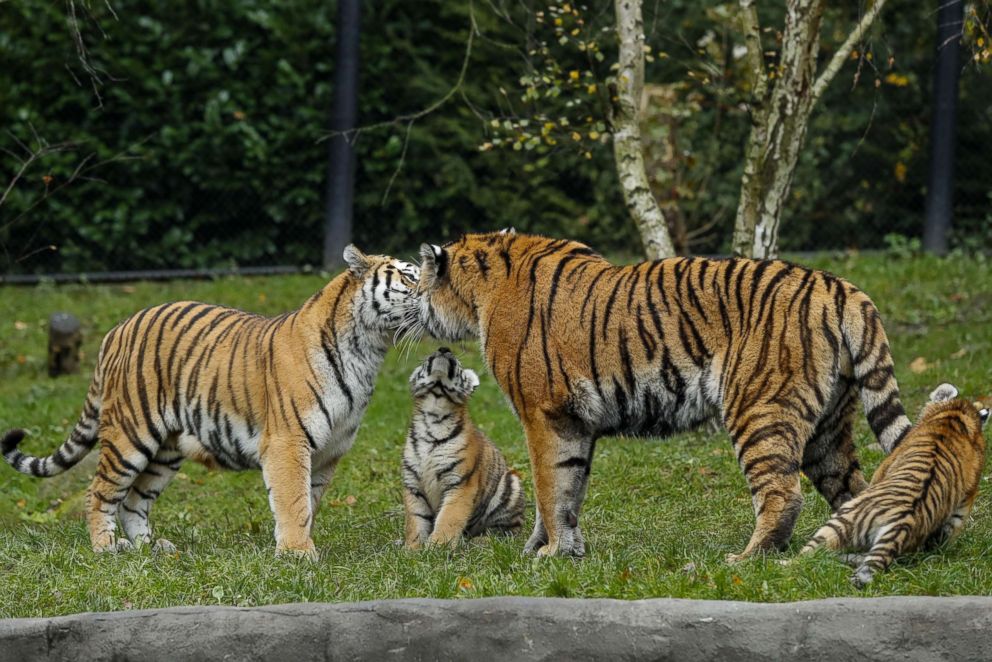 Adorable tiger cubs meet their dad for the 1st time - ABC News