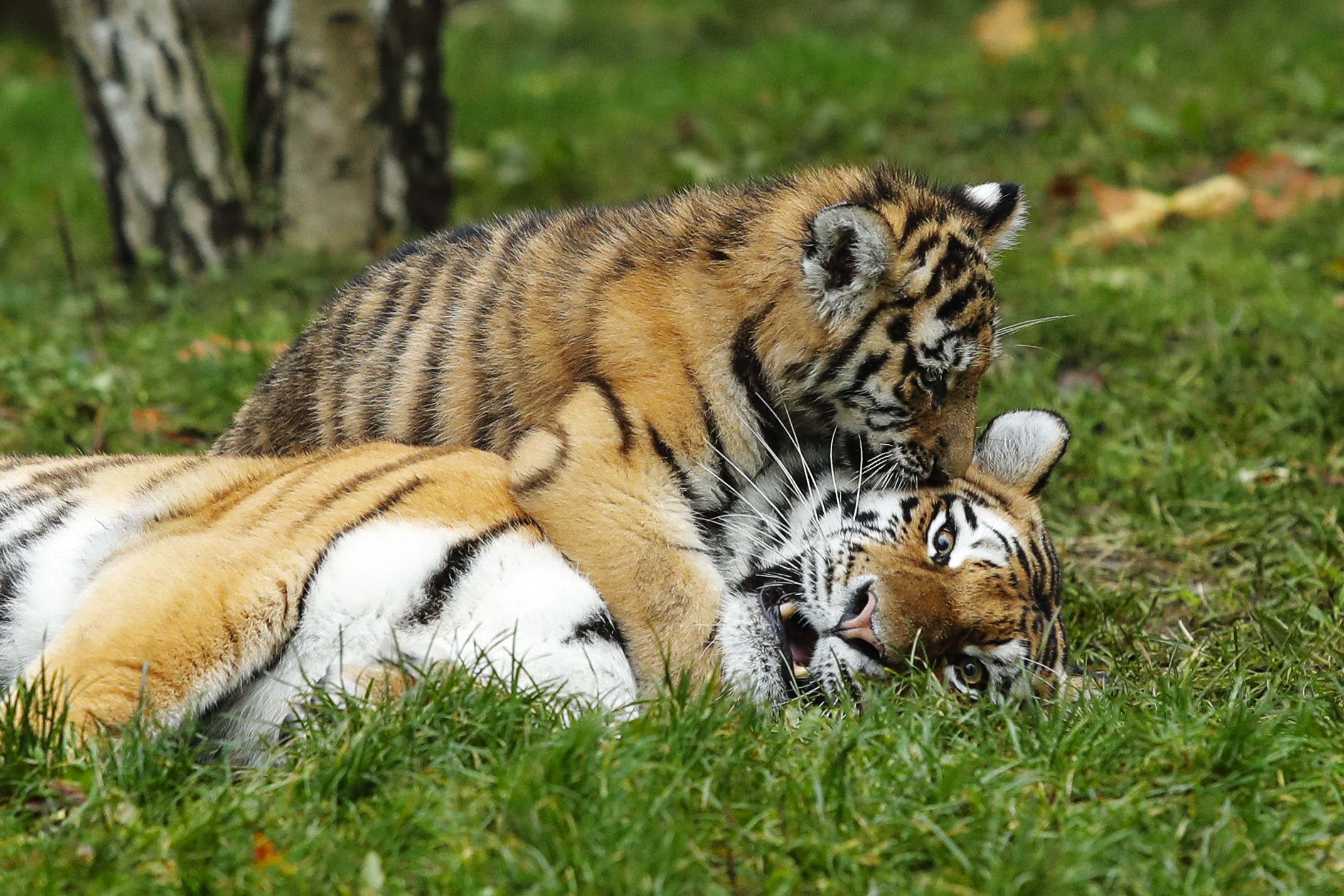Tiger cubs play with their father at the Hagenbeck Zoo in Hamburg, Germany, Oct. 26, 2017.