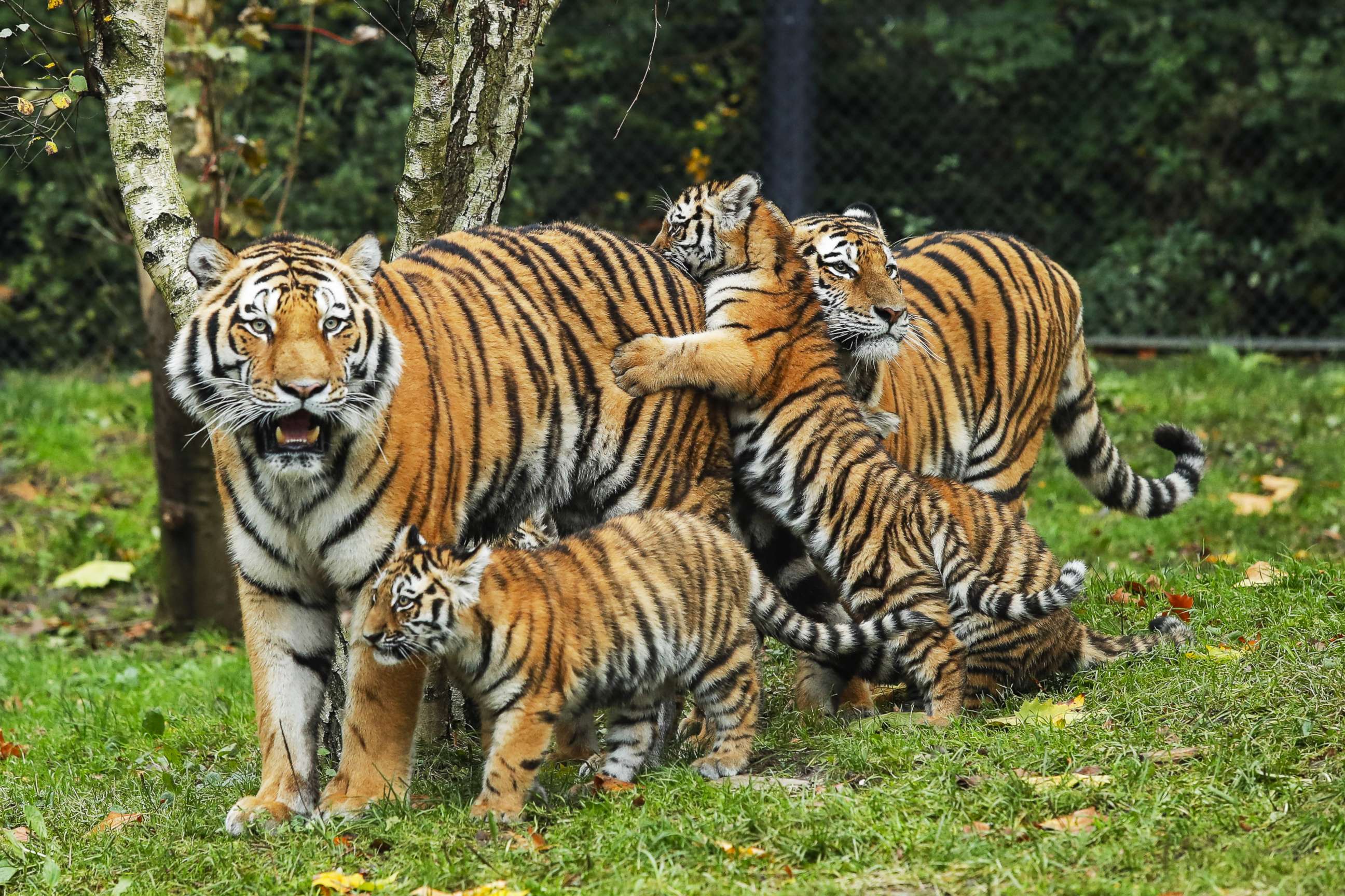 PHOTO: Tiger cubs meet their father, Yasha, for the first time at Hagenbeck Zoo in Hamburg, Germany, Oct. 26, 2017.