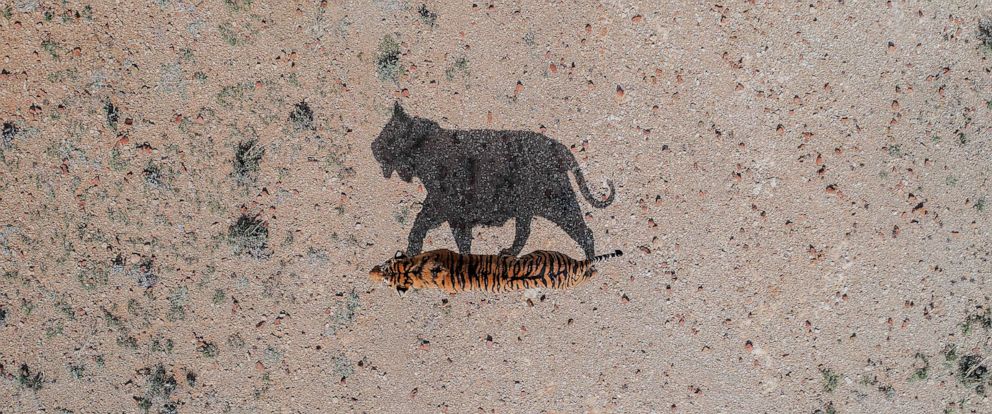 PHOTO: FILE - A photo of a tiger and its shadow in South Africa.