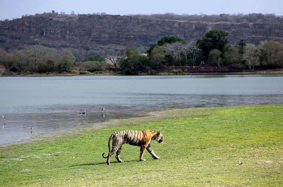 PHOTO: A Royal Bengal tiger walks near a lake at the Ranthambhore national park in Sawai Madhopur, Rajasthan, India, June 10, 2015.