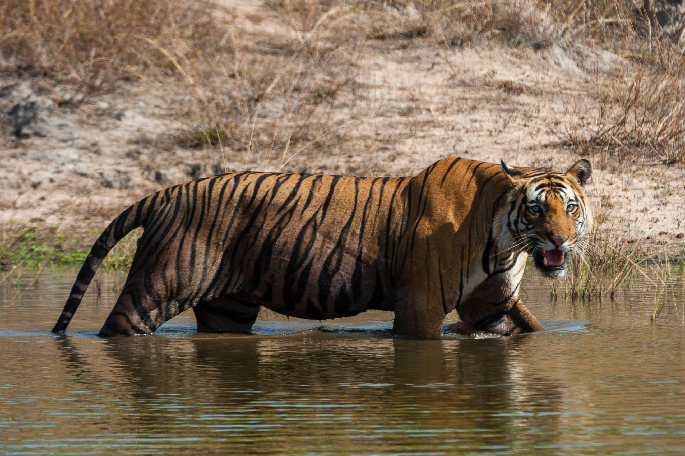 PHOTO: View of a Bengal tiger, Panthera tigris tigris, walking in a waterhole in India's Bandhavgarh National Park in Madhya Pradesh, India.