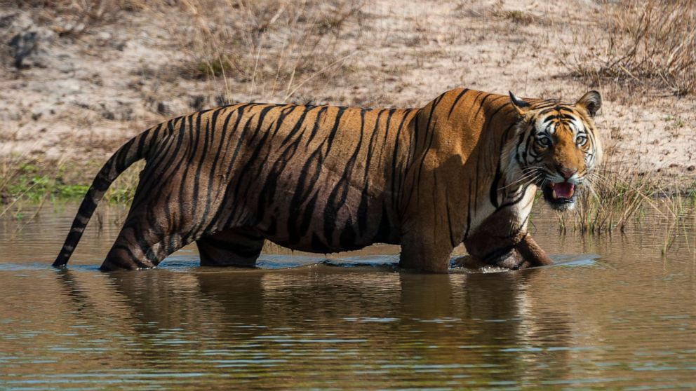 PHOTO: View of a Bengal tiger, Panthera tigris tigris, walking in a waterhole in India's Bandhavgarh National Park in Madhya Pradesh, India.